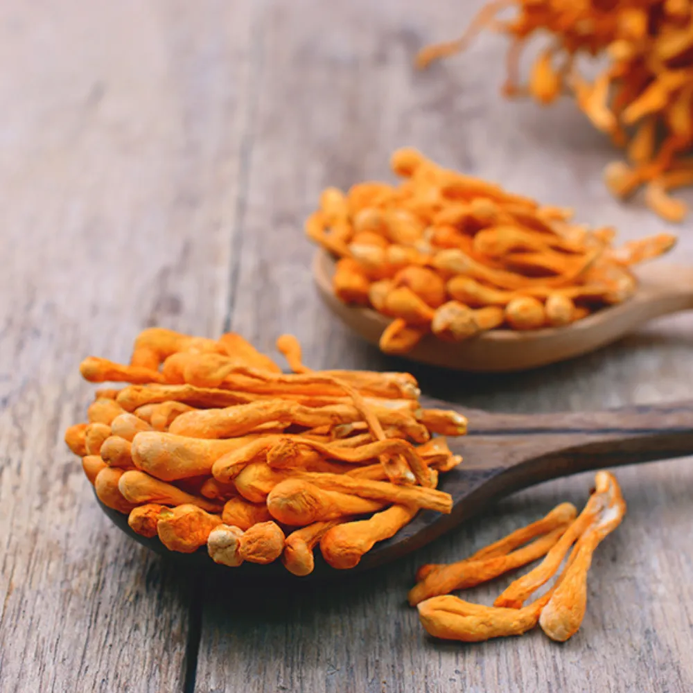 Cordyceps